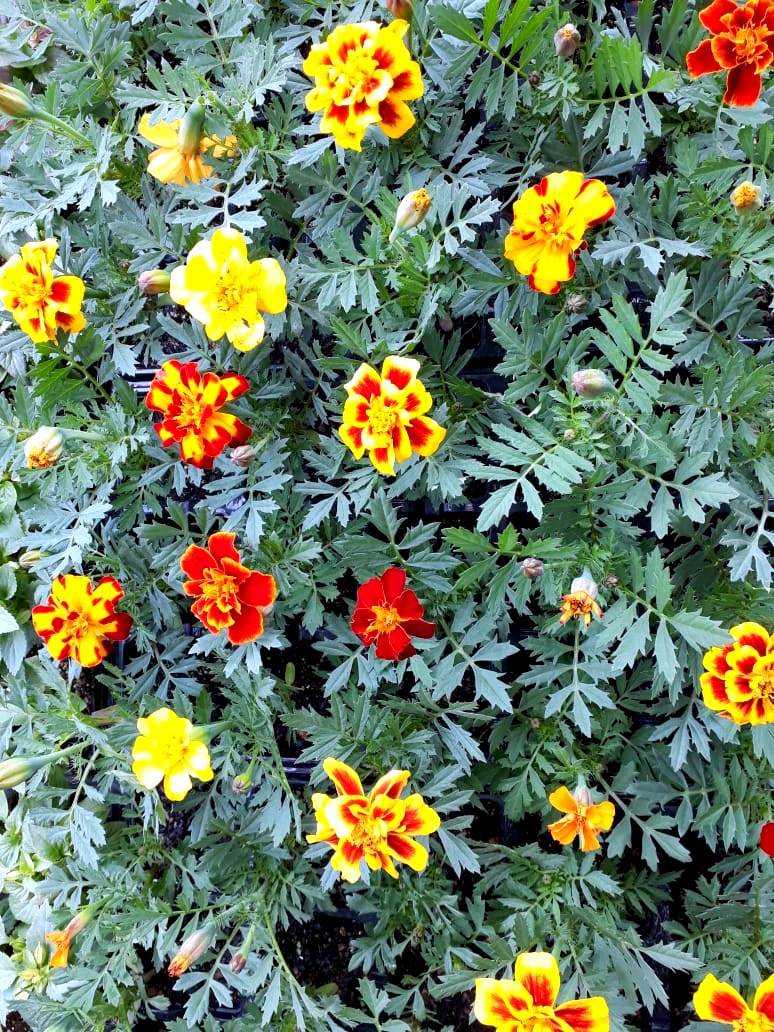 Com a chegada da Primavera, Nó de Pinho distribuirá mudas de flores