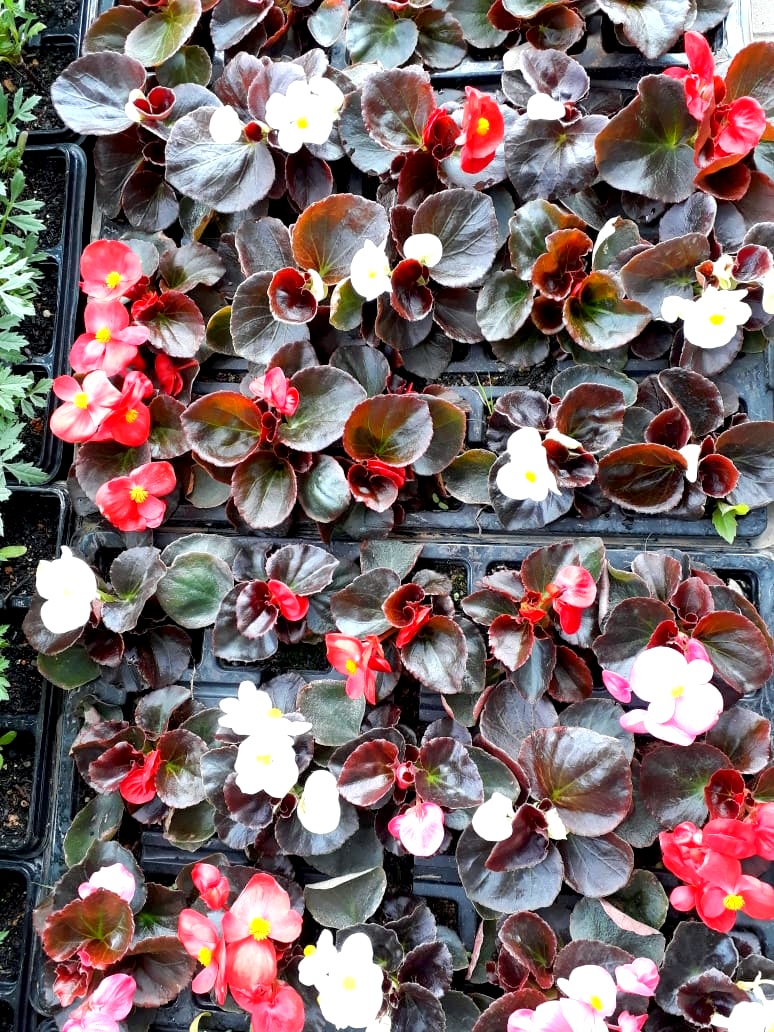 Com a chegada da Primavera, Nó de Pinho distribuirá mudas de flores