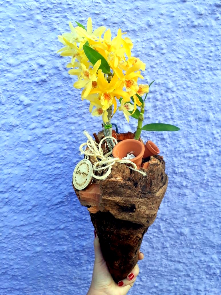 Com a chegada da Primavera, Nó de Pinho distribuirá mudas de flores