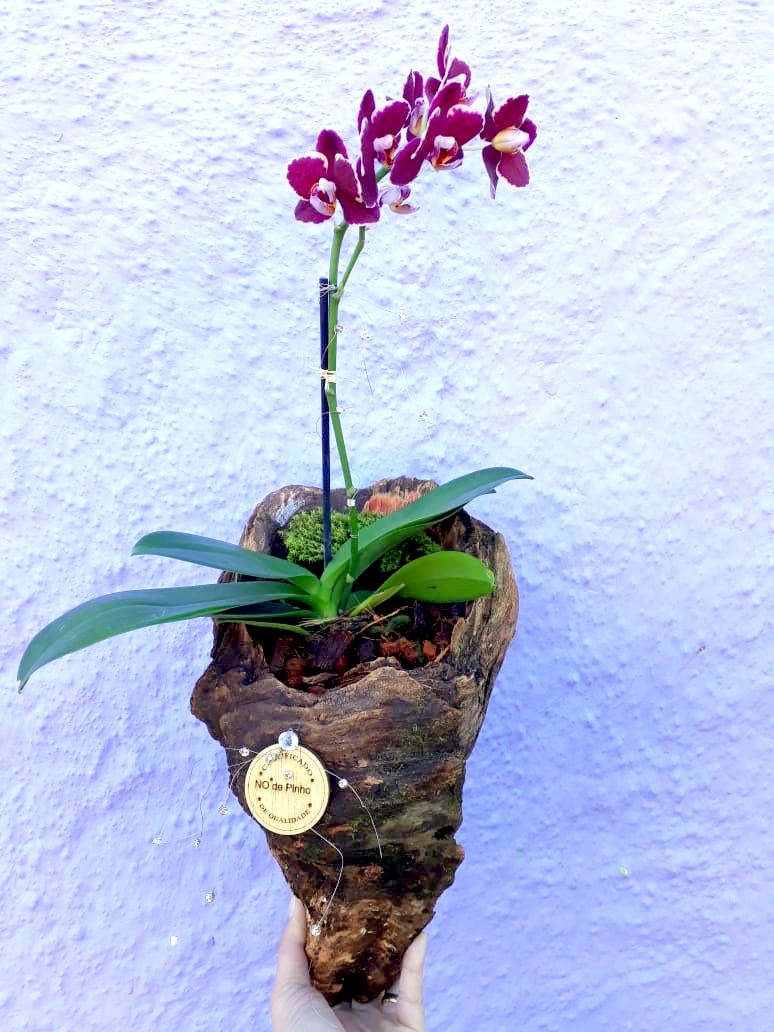 Com a chegada da Primavera, Nó de Pinho distribuirá mudas de flores