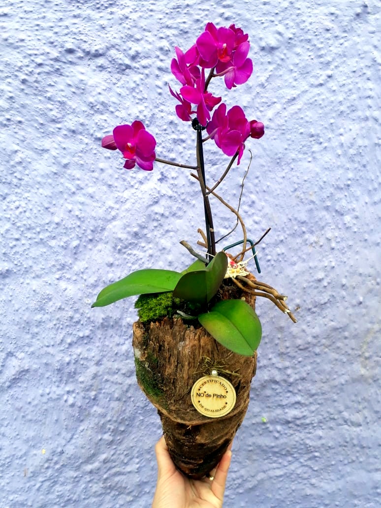 Com a chegada da Primavera, Nó de Pinho distribuirá mudas de flores