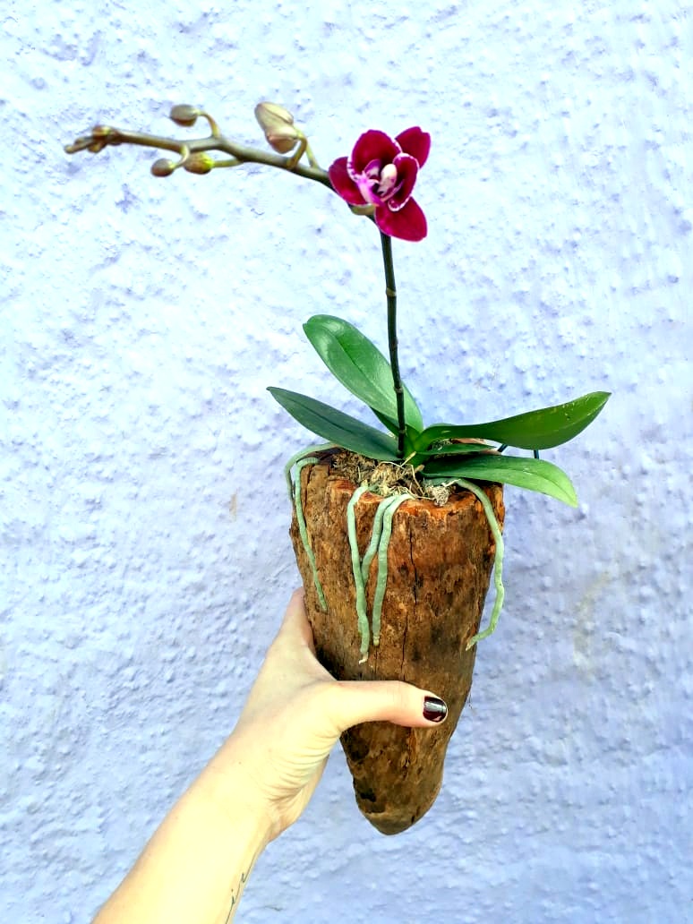 Com a chegada da Primavera, Nó de Pinho distribuirá mudas de flores