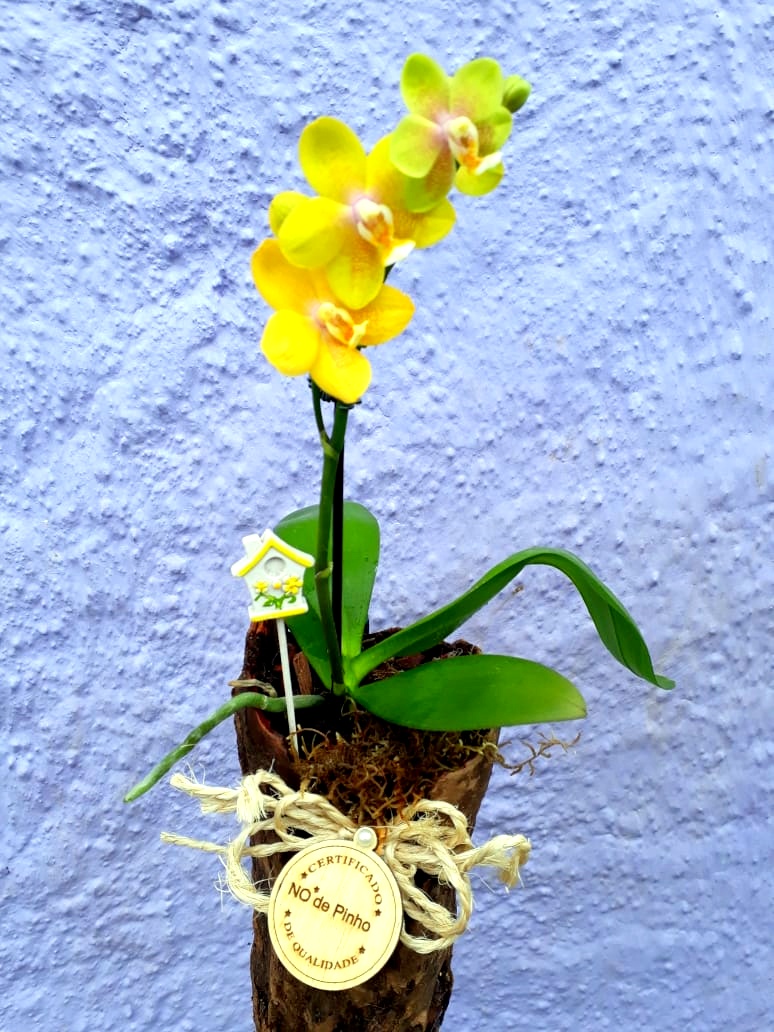 Com a chegada da Primavera, Nó de Pinho distribuirá mudas de flores