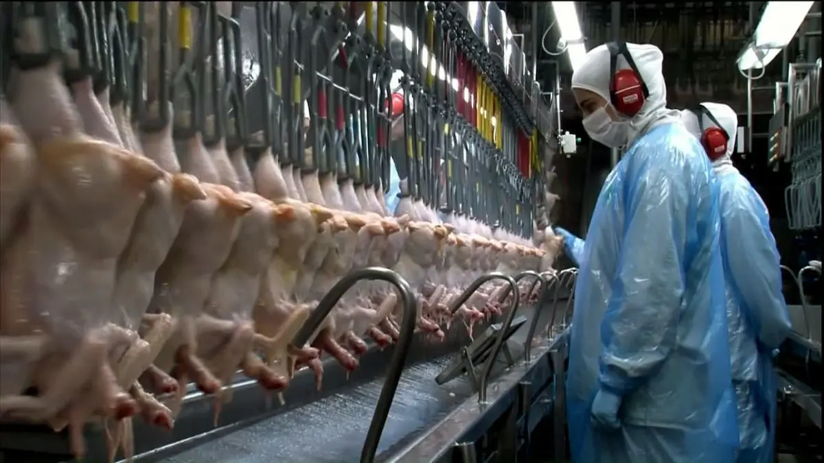 Santa Catarina amplia em 34% as exportações de carne de frango em fevereiro