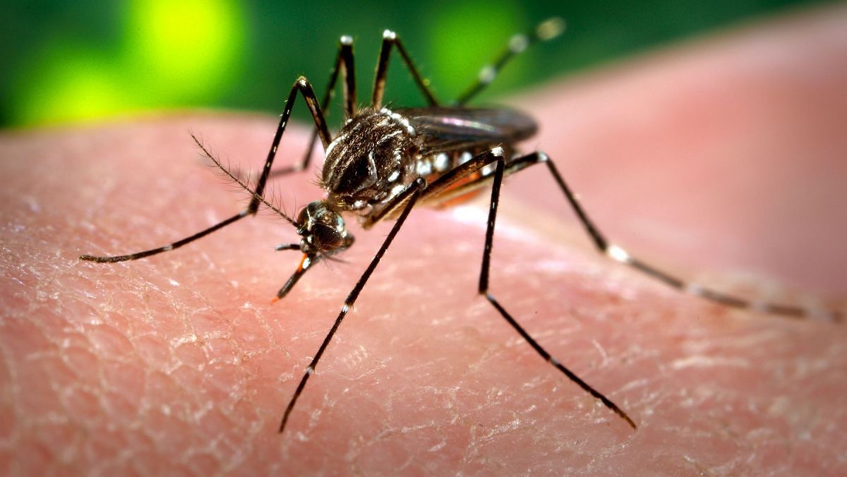 Santa Catarina registra o primeiro caso de dengue autóctone em 2019