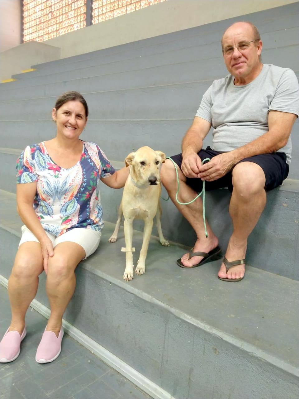  Mutirão castra 70 animais em sua oitava edição em Nova Veneza