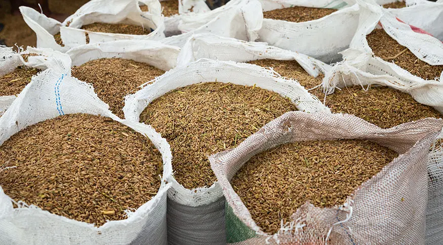 Safra de grãos deve crescer 1% e chegar a 228,8 milhões de toneladas em 2019