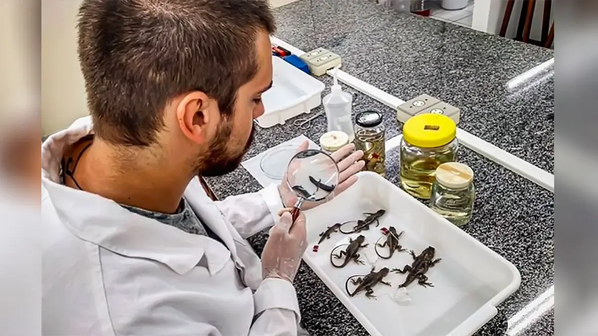 Biólogo neoveneziano inicia pesquisa inédita sobre a diversidade de lagartos em SC