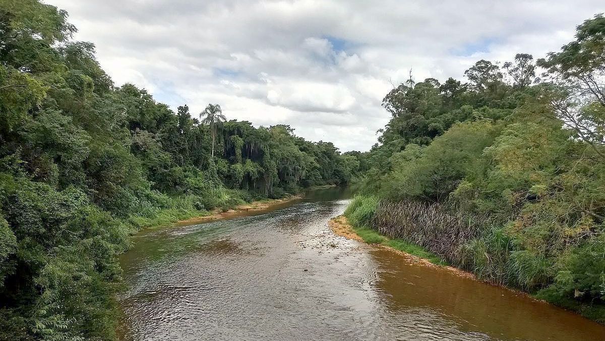 Dia da Árvore: o verde que é garantia de futuro também para as águas