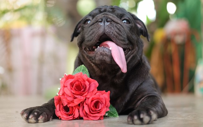 Cachorrada "da Veneza" 1 Cachorrada "da Veneza"