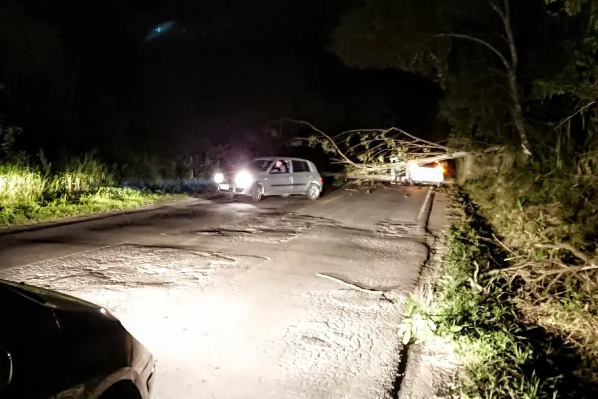 Árvore cai na pista e provoca acidente na rodovia Lírio Rosso
