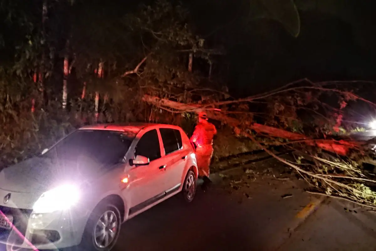 Árvore cai na pista e provoca acidente na rodovia Lírio Rosso