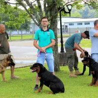 Agropecuária e Pet Shop Nuernberg promove o 1º Encontro de Grandes Raças