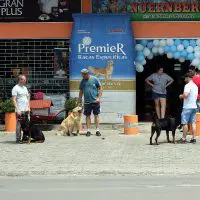 Agropecuária e Pet Shop Nuernberg promove o 1º Encontro de Grandes Raças