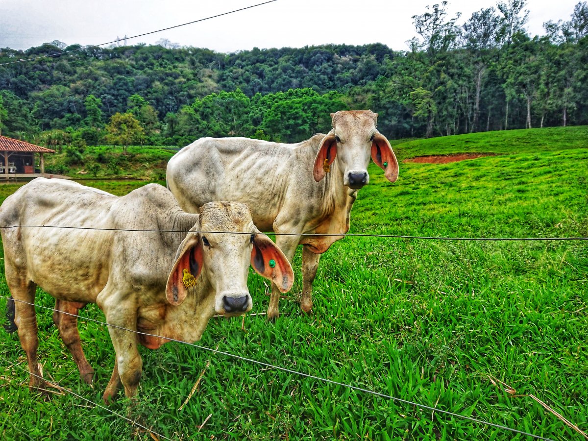 Santa Catarina tem novas regras para o ingresso de bovinos e búfalos