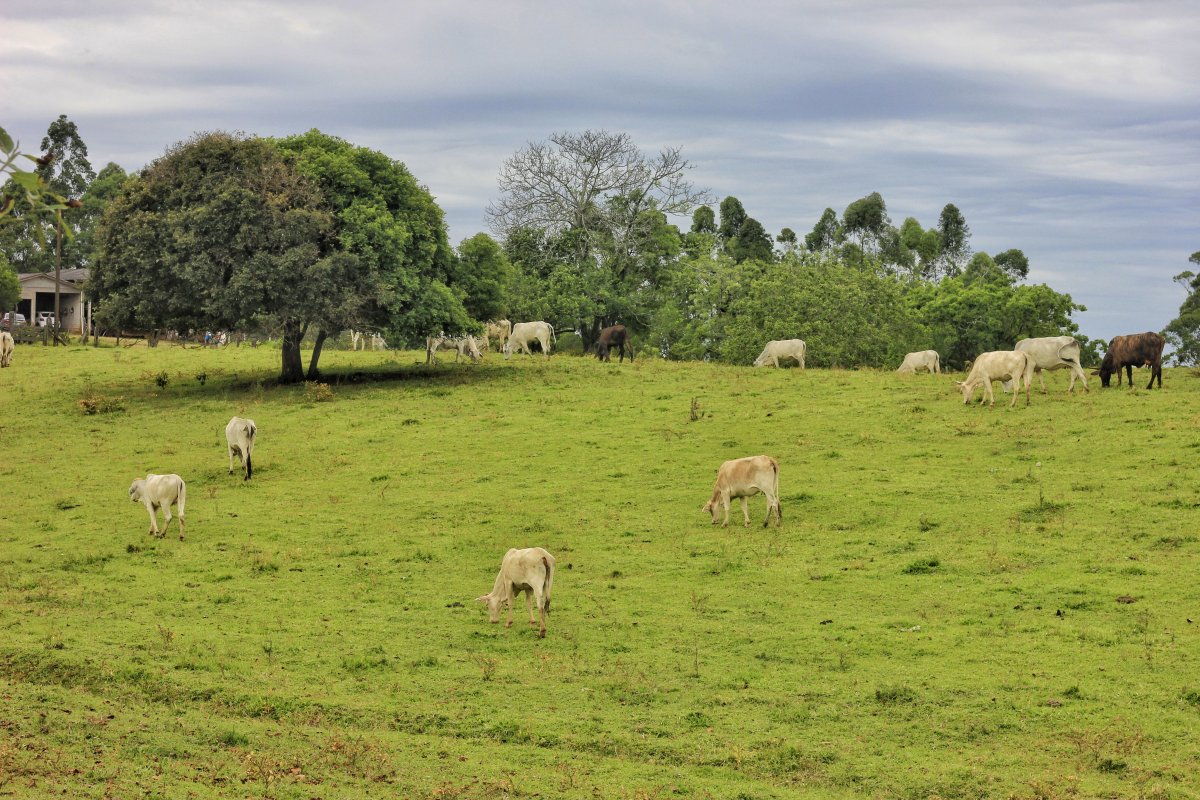 Santa Catarina tem novas regras para o ingresso de bovinos e búfalos