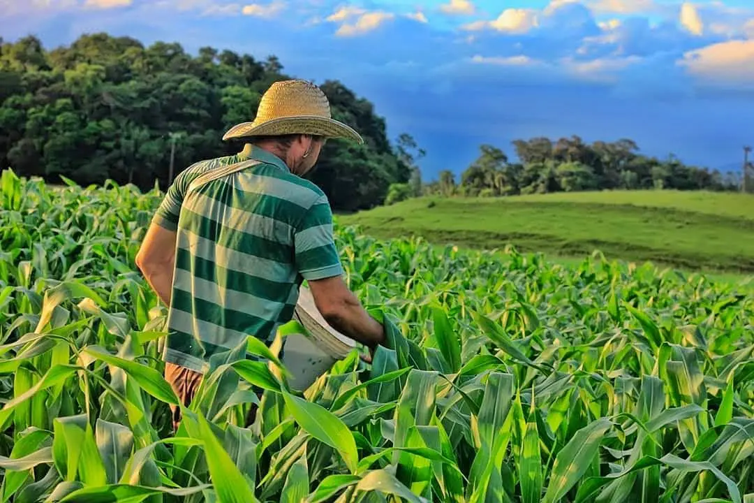 Agricultura, agricultor, milho, plantação, agronegócio