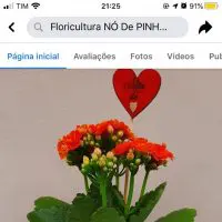 Floricultura Nó de Pinho lança campanha para homenagear todos os tipos de mães