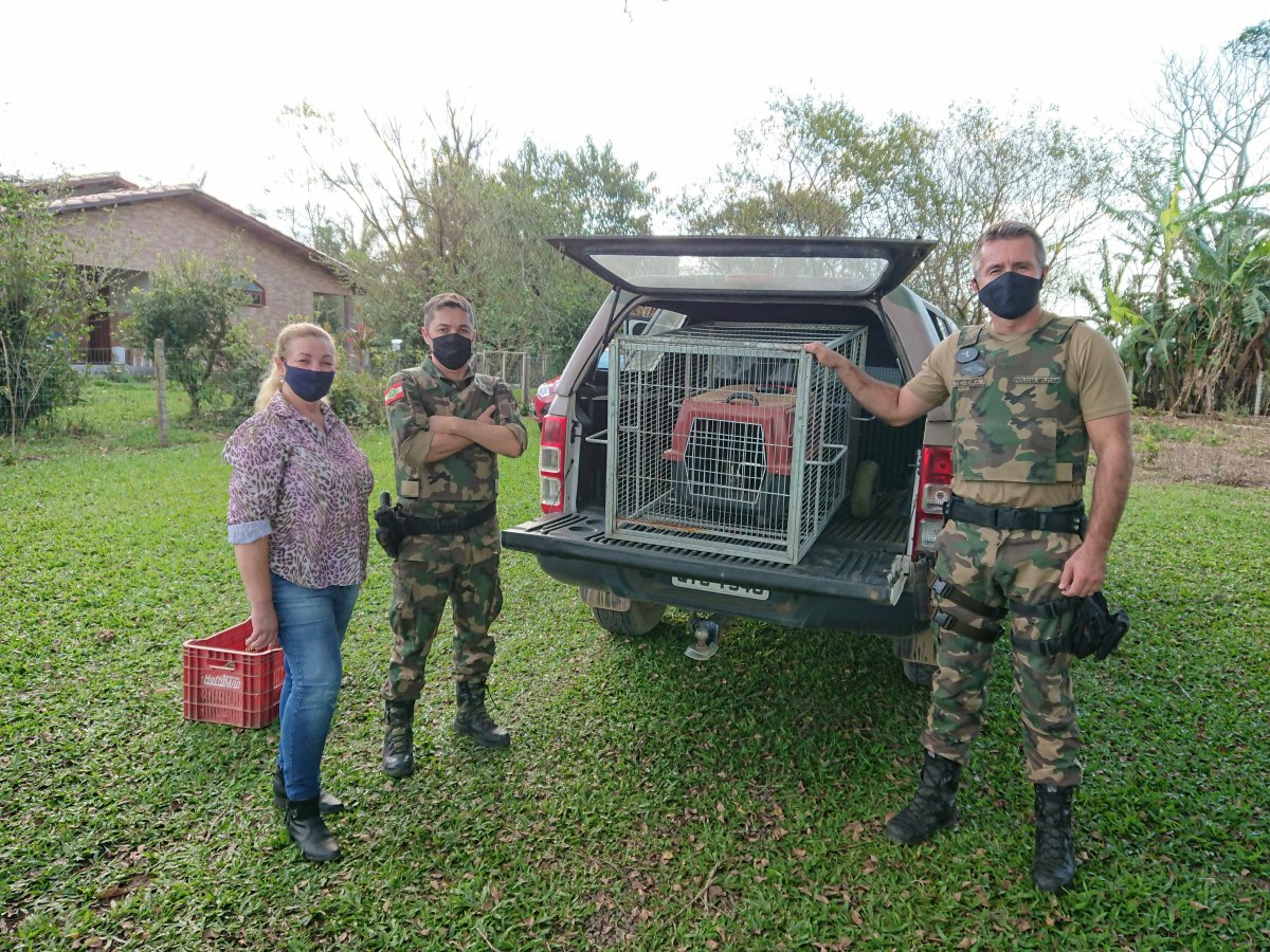 Gata-do-mato é encontrada no interior de Nova Veneza