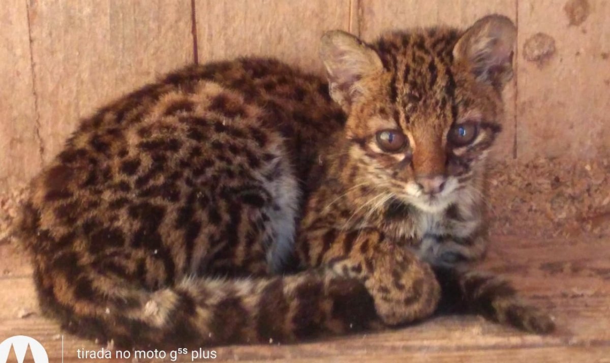 Gata-do-mato é encontrada no interior de Nova Veneza
