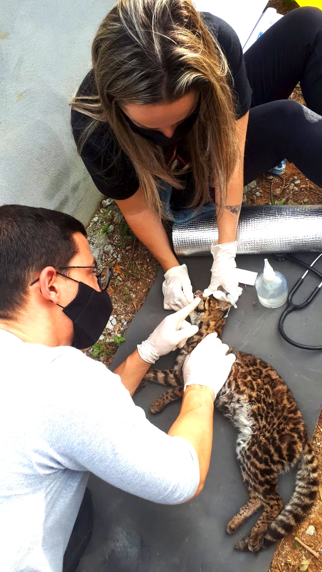 Gata-do-mato é encontrada no interior de Nova Veneza
