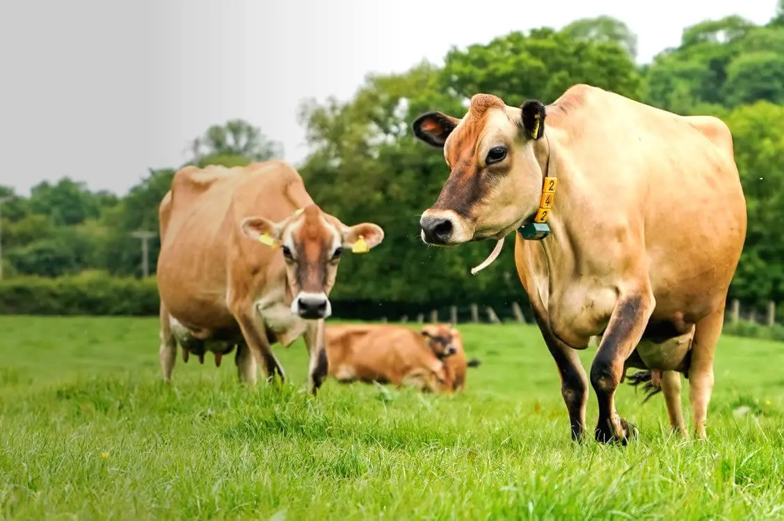Justiça condena dono de touro que invadiu propriedade e fecundou as vacas do vizinho
