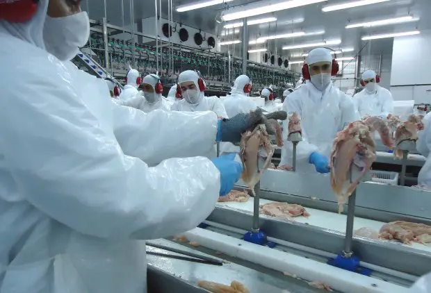 Santa Catarina retoma crescimento nas exportações de carne de frango