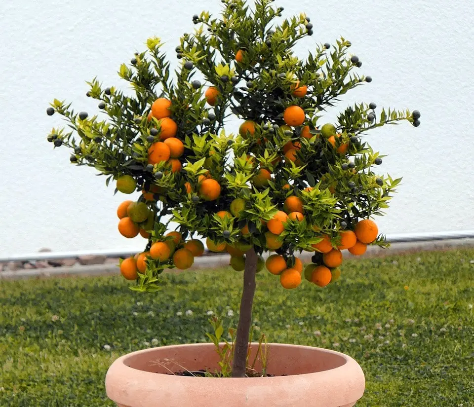 Cinco passos para cultivar árvores frutíferas em vasos