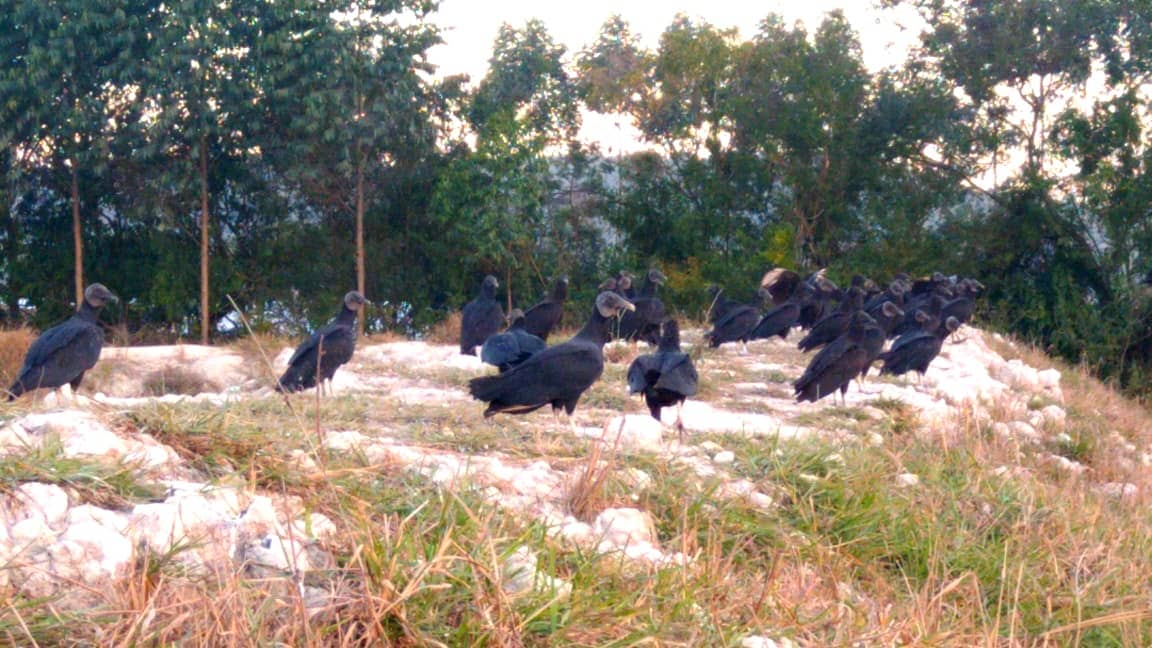 Novo prazo para o fim do mau cheiro na comunidade de São Bonifácio