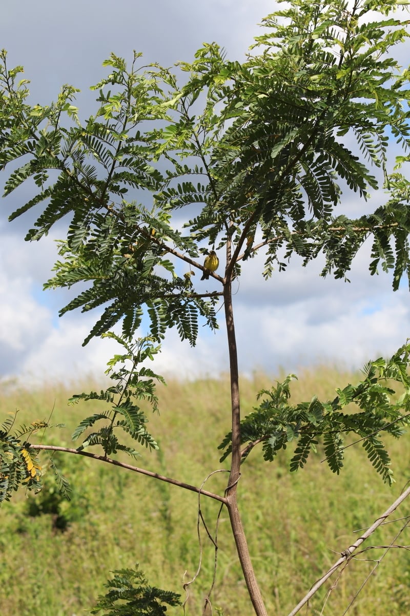 Unesc colabora na recuperação ambiental de mais de 140 hectares em Treviso e Siderópolis