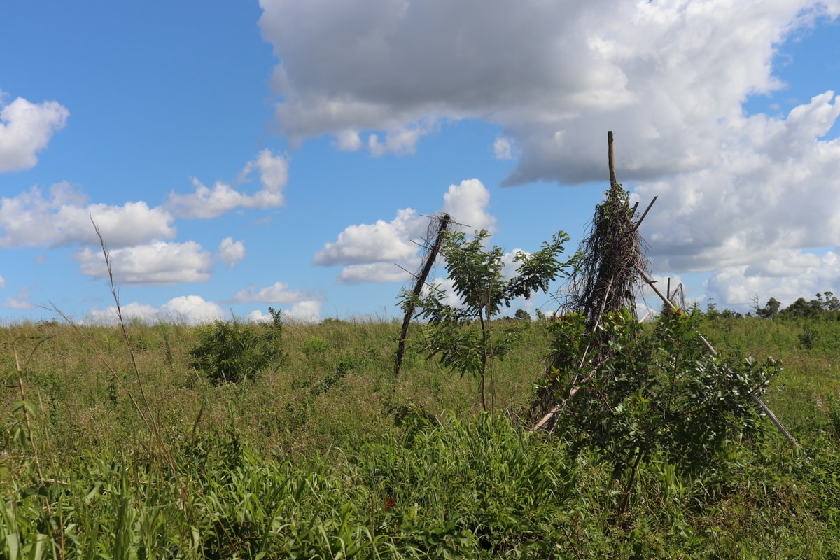 Unesc colabora na recuperação ambiental de mais de 140 hectares em Treviso e Siderópolis