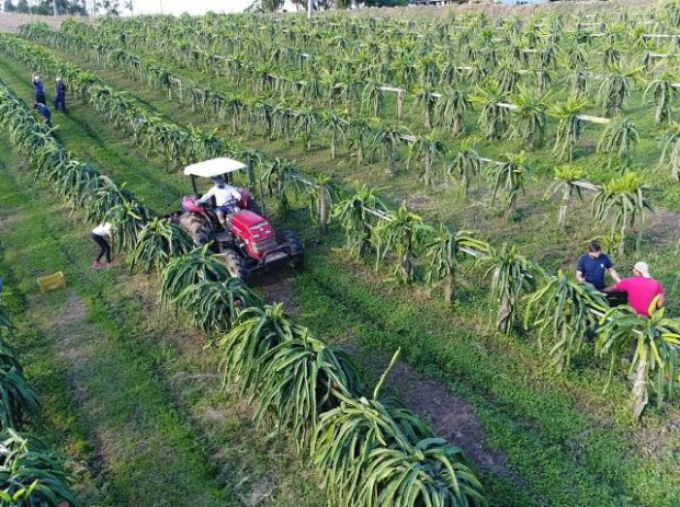 Santa Catarina inicia colheita de pitaia com previsão de crescimento de 30%