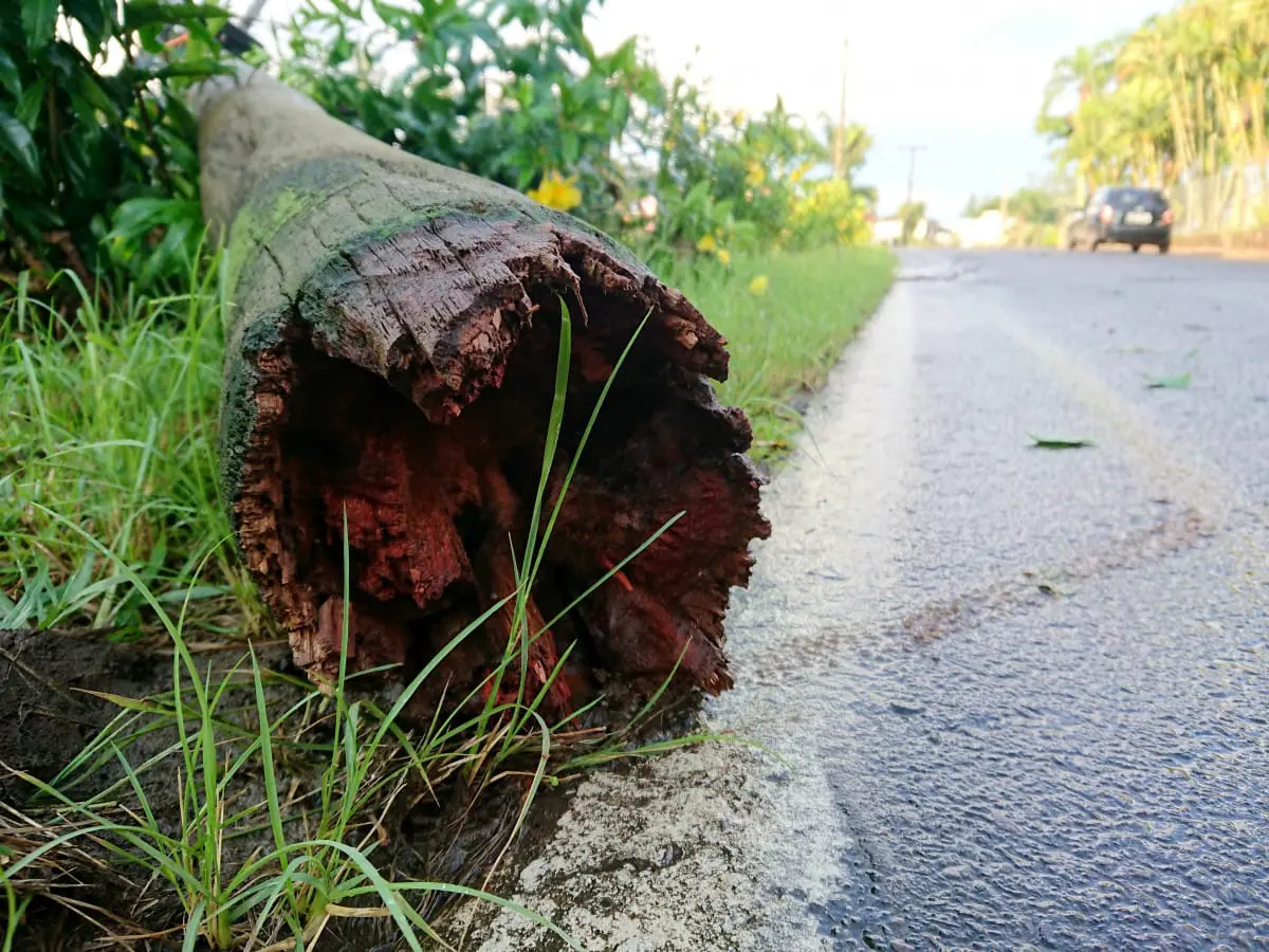 Temporal derruba árvores e postes em Nova Veneza