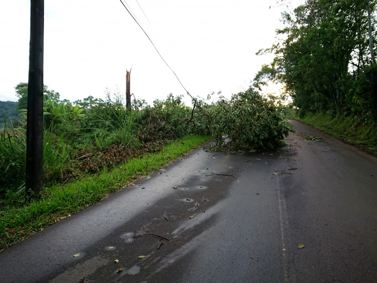 Temporal derruba árvores e postes em Nova Veneza