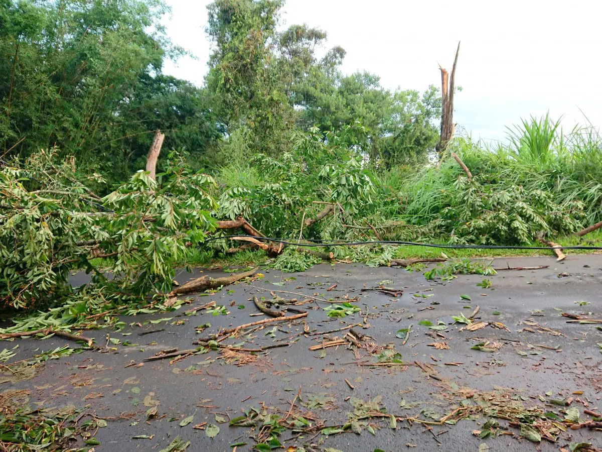 Temporal derruba árvores e postes em Nova Veneza