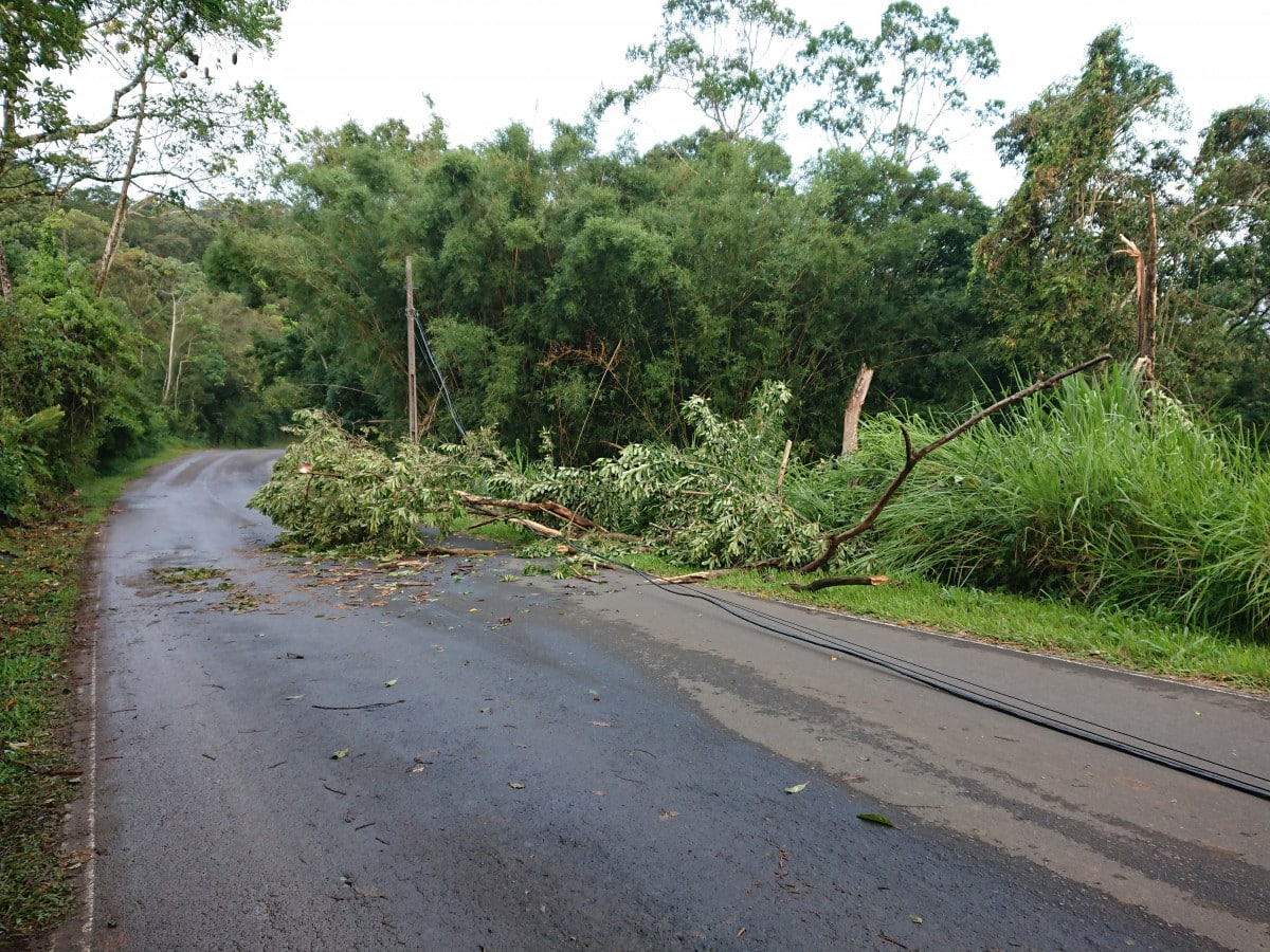 Temporal derruba árvores e postes em Nova Veneza