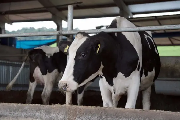 Santa Catarina exigirá rastreabilidade do leite para dar mais segurança ao consumidor