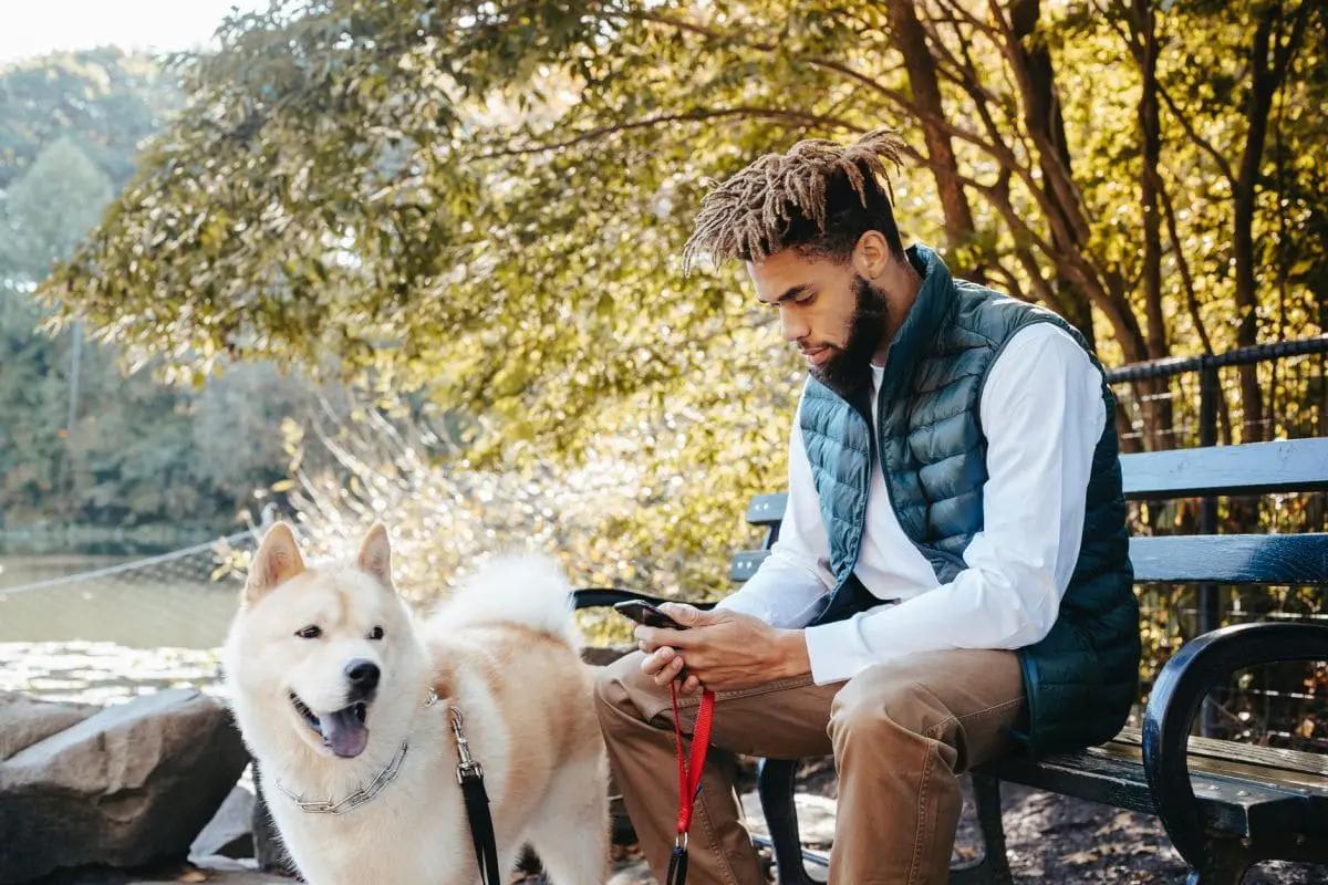 focused black man browsing smartphone near dog in nature