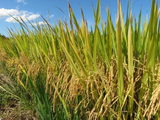 Epagri lança novo cultivar de arroz nesta sexta-feira