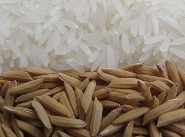 Epagri lança novo cultivar de arroz nesta sexta-feira 1 Epagri lança novo cultivar de arroz nesta sexta-feira