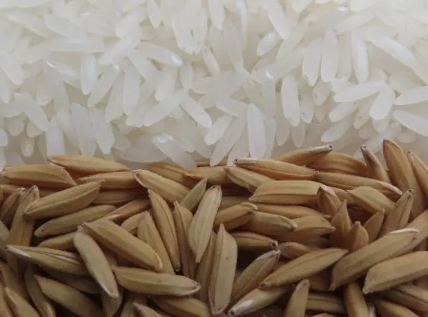 Epagri lança novo cultivar de arroz nesta sexta-feira