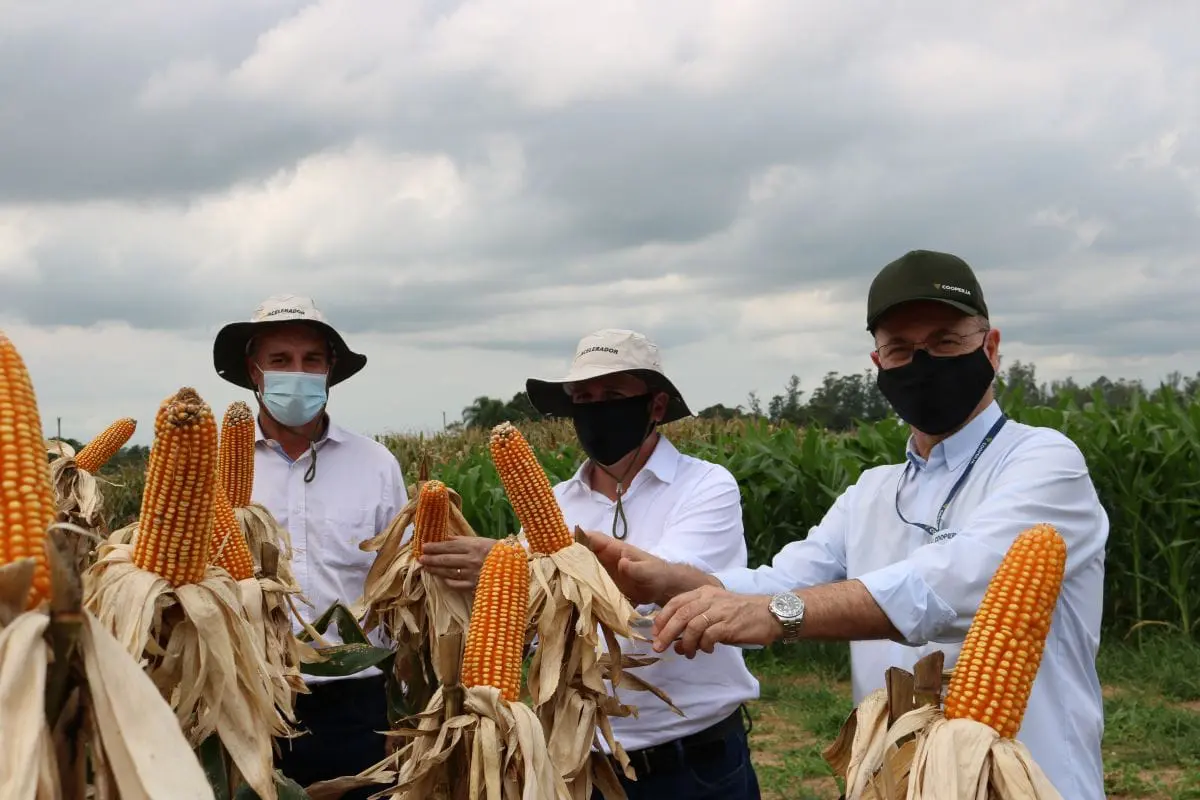 Santa Catarina debate ampliar a produção de milho na região Sul