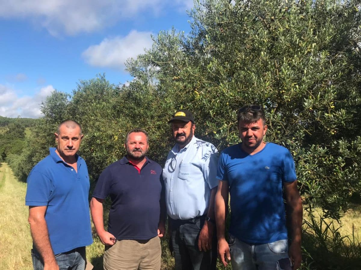 Tremila olive 1 Tremila olive