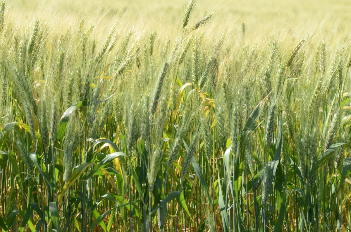Santa Catarina reforça a importância do cultivo de cereais de inverno para ração animal 1 Santa Catarina reforça a importância do cultivo de cereais de inverno para ração animal