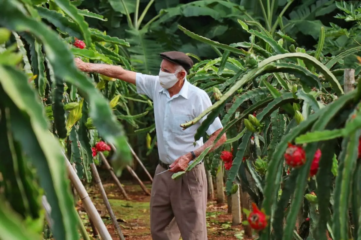 Agricultura familiar gera renda e garante qualidade na merenda escolar