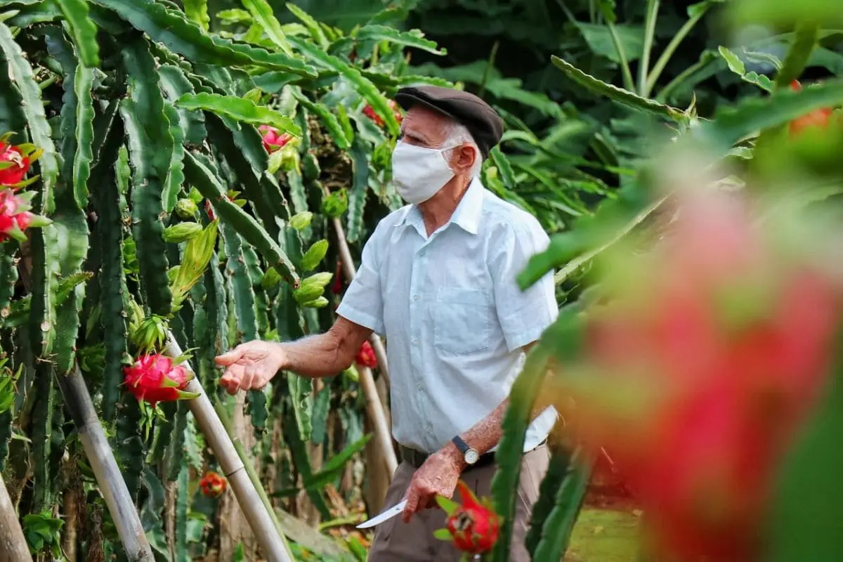 Agricultura familiar gera renda e garante qualidade na merenda escolar