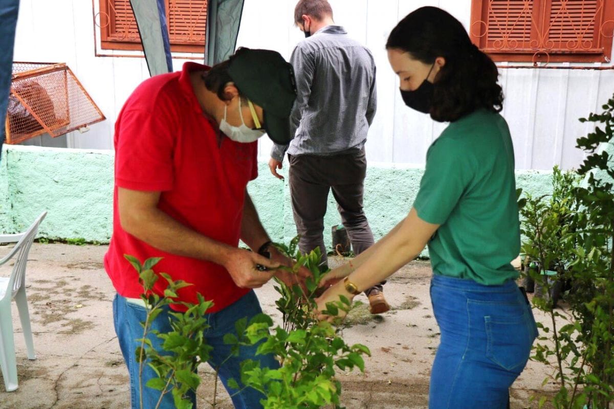 Fundave distribui 375 mudas de árvores nativas
