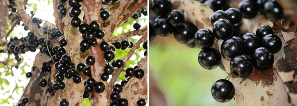 Árvores nativas que atraem pássaros: jabuticabeira