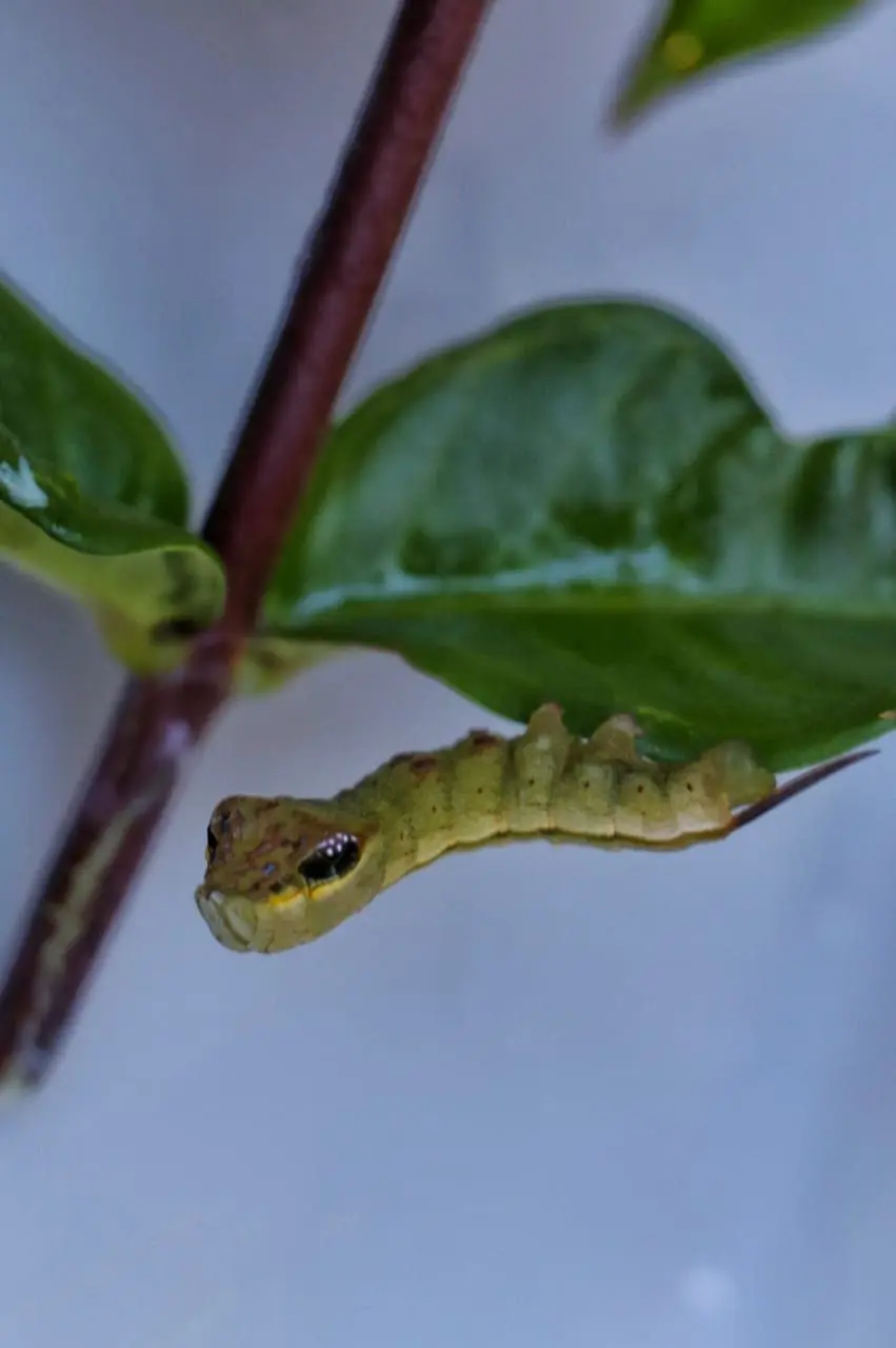 A lagarta que quis ser cobra: como intimidar seus predadores imitando outros animais