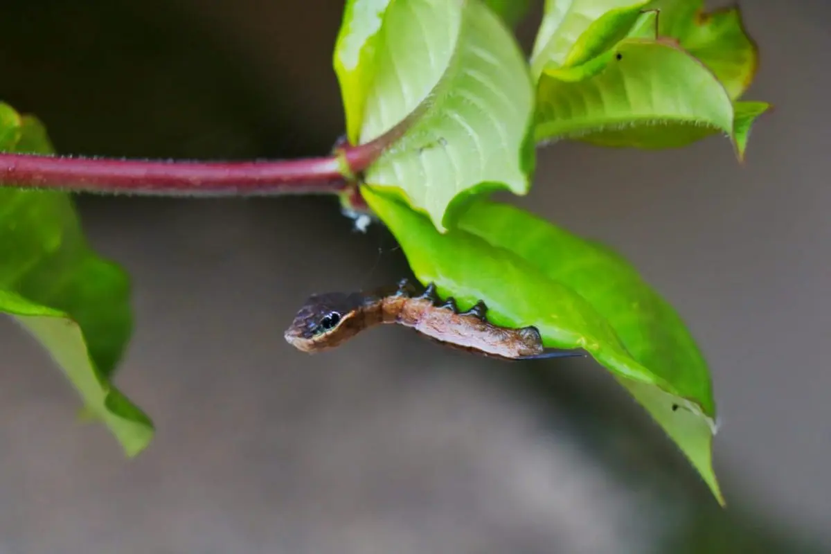 A lagarta que quis ser cobra: como intimidar seus predadores imitando outros animais